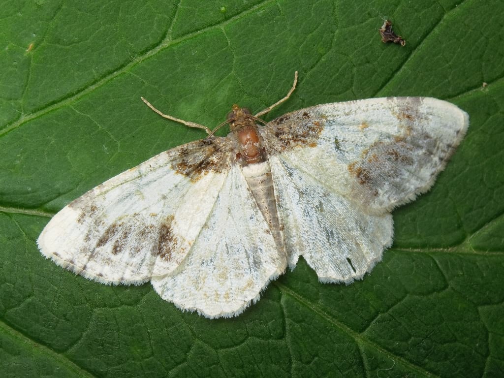 Ligdia adustata (Denis & Schiffermuller, 1775)